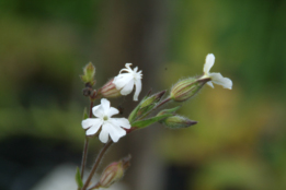 Silene latifolia subsp. alba Avondkoekoeksbloem bestellen